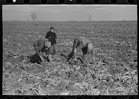 [Untitled photo, possibly related to: Picking up and piling sugar beets before topping them near East Grand Forks, Minnesota] by Russell Lee