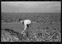 [Untitled photo, possibly related to: Young boy beet worker, near Fisher, Minnesota] by Russell Lee