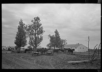 [Untitled photo, possibly related to: New Madrid County, Missouri. FSA (Farm Security Administration) client with mules and wagon in front of cooperative store] by Russell Lee