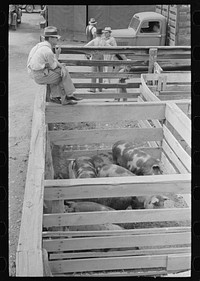 Watching pigs in auction yards, Sikeston, Missouri by Russell Lee