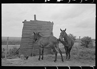 Typical windbreak for animals on sharecropper farms, Southeast Missouri Farms by Russell Lee