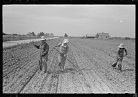New Madrid County, Missouri. Sharecropper family cultivating cotton. Southeast Missouri Farms by Russell Lee