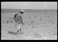 [Untitled photo, possibly related to: New Madrid County, Missouri. Sharecropper's wife chopping cotton, Southeast Missouri Farms Project] by Russell Lee