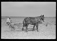 Southeast Missouri Farms. FSA (Farm Security Administration) client, former sharecropper, cultivating cotton by Russell Lee