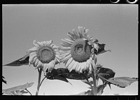 New Madrid County, Missouri. Sunflower heads in field, Southeast Missouri Farms by Russell Lee