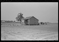 [Untitled photo, possibly related to: Sharecropper's cabin surrounded by cotton field ruined by hail. Note absence of garden; sharecropper has two crops, corn and cotton. It is extremely unlikely that another cotton crop may be grown this year. New Madrid County, Missouri] by Russell Lee