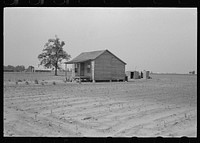 Sharecropper's cabin surrounded by cotton field ruined by hail. Note absence of garden; sharecropper has two crops, corn and cotton. It is extremely unlikely that another cotton crop may be grown this year. New Madrid County, Missouri by Russell Lee