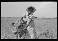 FSA (Farm Security Administration) client's wife with cow, Southeast Missouri Farms by Russell Lee
