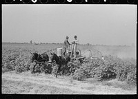 Spraying cotton for eradication of army worms by Russell Lee