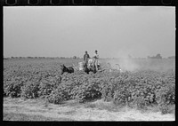 [Untitled photo, possibly related to: Spraying cotton for eradication of army worms] by Russell Lee
