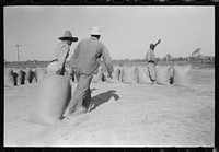 Dragging sacks of rice from thresher to stack, Crowley, Louisiana by Russell Lee