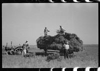 Harvesting rice, Crowley, Louisiana by Russell Lee