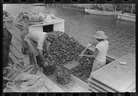 [Untitled photo, possibly related to: Sacking oysters, Olga, Louisiana] by Russell Lee