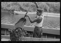 Unloading oysters from boat, Olga, Louisiana by Russell Lee