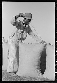 Sewing bags of rice at thresher near Crowley, Louisiana by Russell Lee