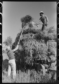 Pitching bundles of rice from rack to wagon. Note how bundle is caught in midair by worker atop wagon. Crowley, Louisiana by Russell Lee