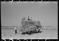 [Untitled photo, possibly related to: Pitching bundles of rice from rack to wagon. Note how bundle is caught in midair by worker atop wagon. Crowley, Louisiana] by Russell Lee