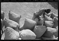 Sewing filled sack of rice, Crowley, Louisiana by Russell Lee
