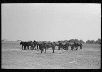 [Untitled photo, possibly related to: Mules, Lake Dick Cooperative Association, Lake Dick, Arkansas] by Russell Lee