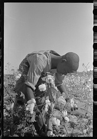 picking cotton in fields of Lake Dick Cooperative Association, Arkansas by Russell Lee