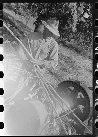 [Untitled photo, possibly related to: Stripping sorghum prior to crushing. Sorghum mill at Lake Dick Project, Arkansas] by Russell Lee
