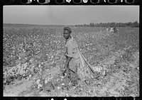 Cotton picker, Lake Dick Project, Arkansas by Russell Lee