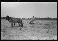 [Untitled photo, possibly related to: Raking soybean hay, Lake Dick Project, Arkansas] by Russell Lee