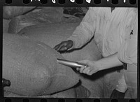 Inserting metal sampler into bag of rice for testing purposes, Abbeville, Louisiana by Russell Lee