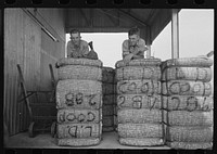 [Untitled photo, possibly related to: Members of Lake Dick cooperative resting on bales of cotton, Lake Dick Project, Arkansas] by Russell Lee