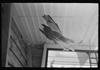 Turkey feathers being dried on porch of Cajun farmhouse near Crowley, Louisiana by Russell Lee
