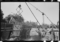 [Untitled photo, possibly related to: Sugarcane being unloaded onto trailer truck by means of a machine developed by  worker near New Iberia, Louisiana] by Russell Lee