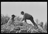 [Untitled photo, possibly related to: Loading sugar cane onto truck by means of large scissors grab, in sugarcane field near New Iberia, Louisiana] by Russell Lee