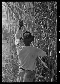 Cutting sugarcane in field, near New Iberia, Louisiana by Russell Lee