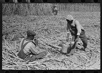 [Untitled photo, possibly related to:  sugarcane worker drinking water in the field near New Iberia, Louisiana] by Russell Lee