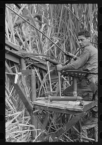 Operator of mechnaical sugarcane harvester developed by Mr. Wurtele, Mix, Louisiana by Russell Lee