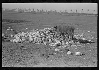 Cow eating cabbage near Weslaco, Texas. The price of cabbage is four dollars per ton and is consequently being used as a low price cattle feed by Russell Lee