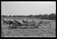 Farmer feeding cattle silage from trench silo, Hidalgo County, Texas. Livestock and dairy farming is on the upgrade in this section. Citrus fruits, citrus pulps, carrots and cabbages are accepted cattle feed in this section by Russell Lee