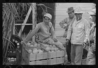 Mexican citrus workers near Weslaco, Texas by Russell Lee