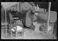 Setting up housekeeping in tent home near Harlingen, Texas by Russell Lee