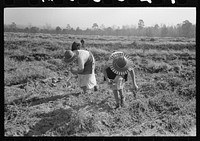 Children of sharecropper picking up sweet potatoes in field near Laurel, Mississippi by Russell Lee