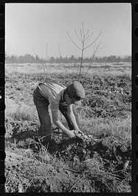 Child of sharecropper picking up sweet potatoes near Laurel, Mississippi by Russell Lee