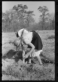 [Untitled photo, possibly related to: Children of sharecropper with sweet potatoes near Laurel, Mississippi] by Russell Lee