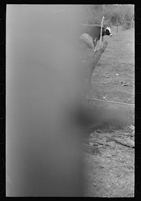 [Untitled photo, possibly related to: Child of white migrant climbing fence with pail of water near Harlingen, Texas] by Russell Lee