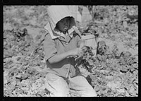 [Untitled photo, possibly related to: Mexican spinach cutter inspecting spinach for dead leaves, La Pryor, Texas] by Russell Lee