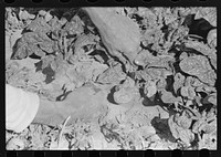 Cutting spinach, La Pryor, Texas by Russell Lee