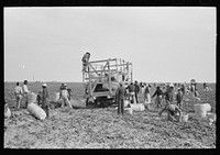 Spinach cutters making a "beeline" for the basket truck to secure supplies for their work, La Pryor, Texas by Russell Lee
