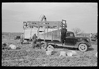Unloading baskets from truck in spinach field, La Pryor, Texas by Russell Lee