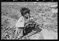 Young Mexican boy cutting spinach, La Pryor, Texas. Child labor is an accepted condition in the spinach fields by Russell Lee