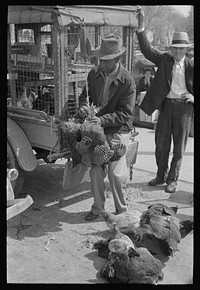[Untitled photo, possibly related to: Weighing chickens in produce market, San Antonio, Texas] by Russell Lee