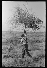 Carrying mesquite to be burned in process of clearing land, El Indio, Texas by Russell Lee